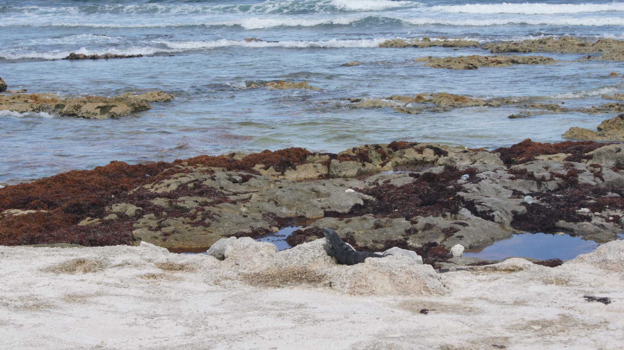    ().  . Bahia principle- real Cancun beach line 
